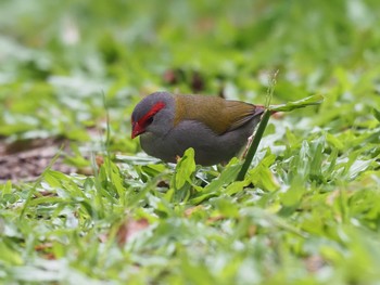 Red-browed Finch Unknown Spots Tue, 1/14/2020