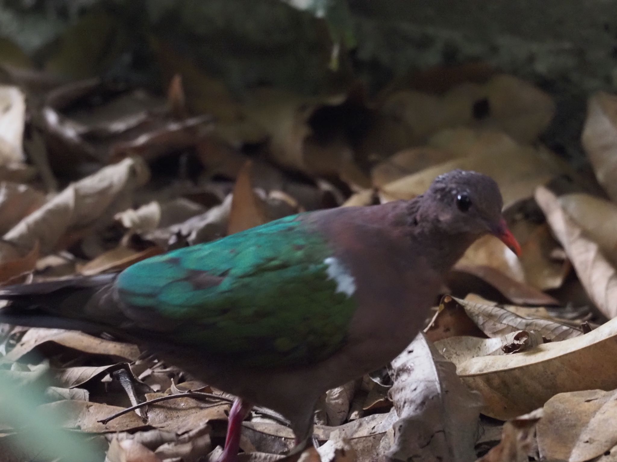 Common Emerald Dove