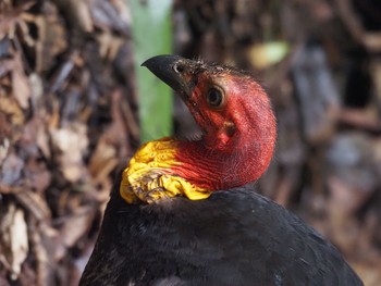 Australian Brushturkey Kingfisher Park Lodge Tue, 1/14/2020