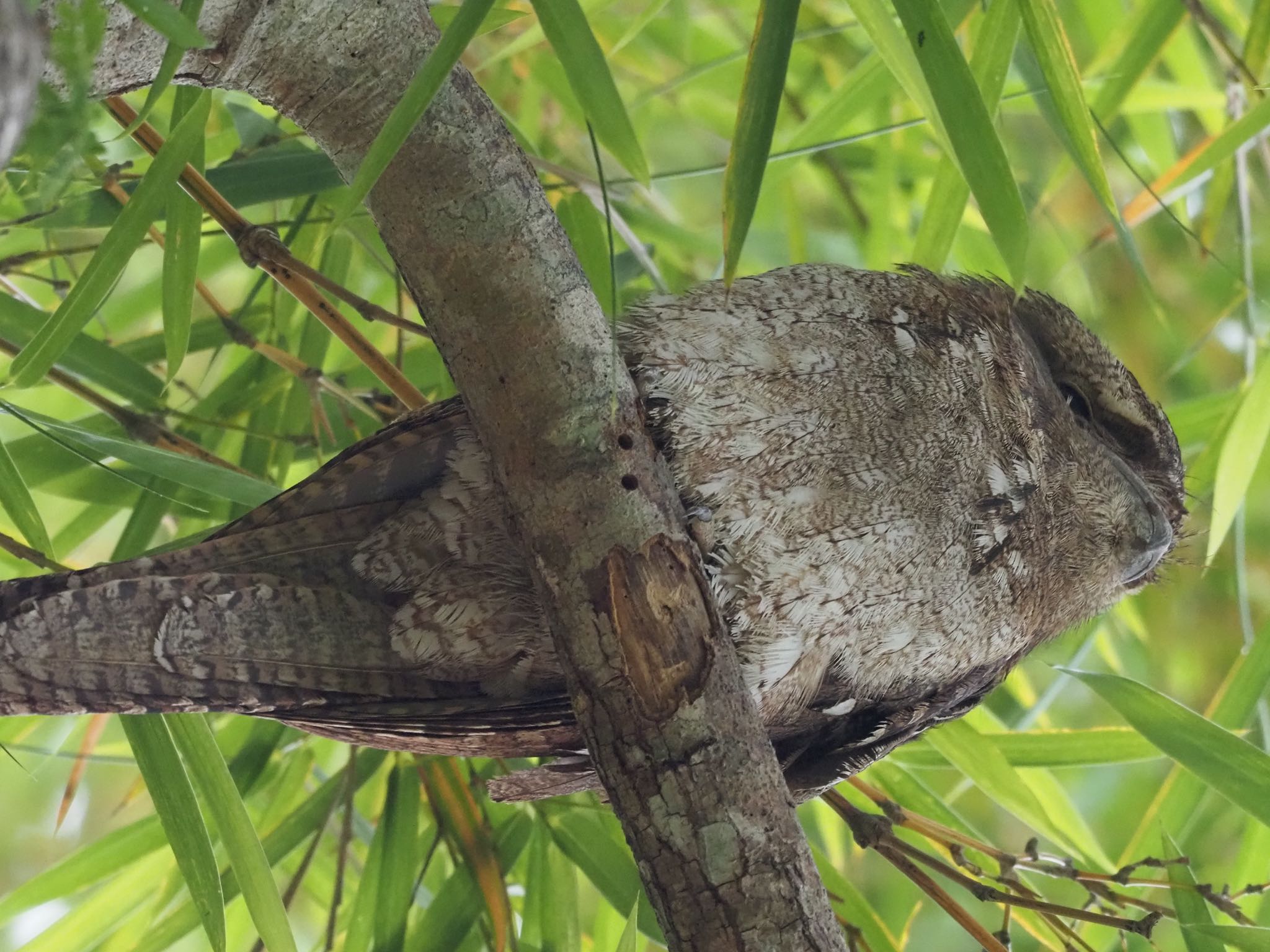 Kingfisher Park Lodge オーストラリアガマグチヨタカの写真 by okamooo