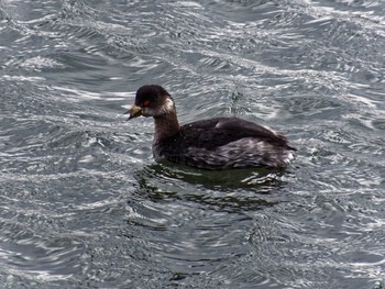 Black-necked Grebe Kasai Rinkai Park Sun, 12/27/2015