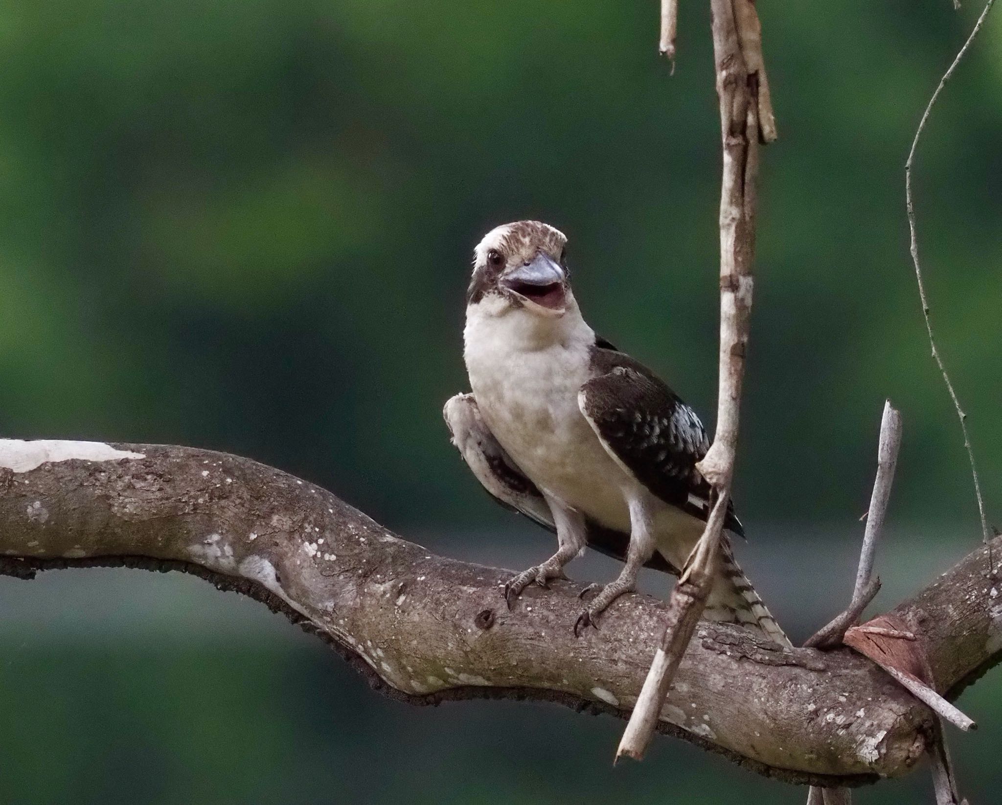 Photo of Laughing Kookaburra at Kingfisher Park Lodge by okamooo