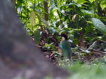 ノドグロヤイロチョウ Kingfisher Park Lodge 2020年1月15日(水)