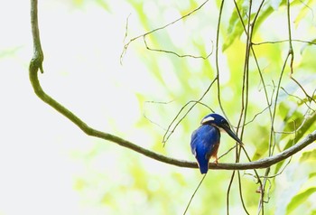 ルリミツユビカワセミ Kingfisher Park Lodge 2020年1月15日(水)