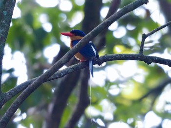 Buff-breasted Paradise Kingfisher Kingfisher Park Lodge Wed, 1/15/2020