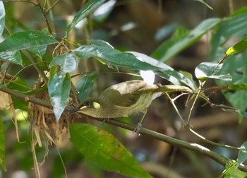 Graceful Honeyeater Kingfisher Park Lodge Wed, 1/15/2020