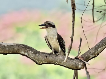 Laughing Kookaburra Kingfisher Park Lodge Wed, 1/15/2020