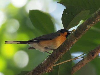 メンガタカササギヒタキ Kingfisher Park Lodge Wed, 1/15/2020