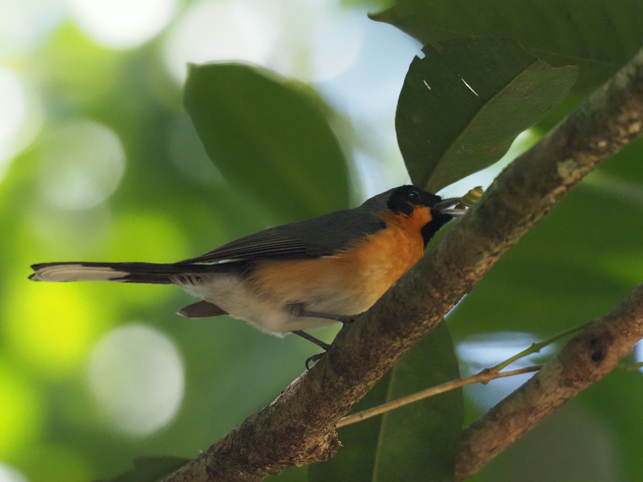 Photo of メンガタカササギヒタキ at Kingfisher Park Lodge by okamooo