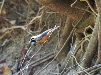 Black-faced Monarch Kingfisher Park Lodge Wed, 1/15/2020