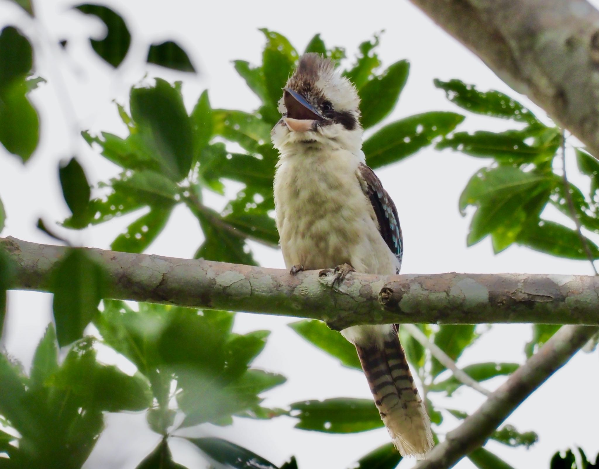 Kingfisher Park Lodge ワライカワセミの写真 by okamooo