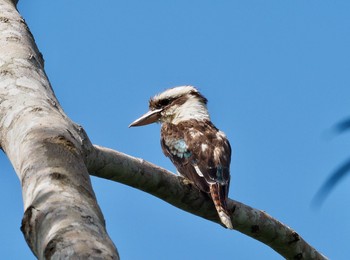 Laughing Kookaburra Kingfisher Park Lodge Wed, 1/15/2020