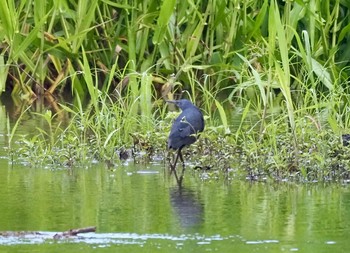 Pacific Reef Heron Kingfisher Park Lodge Wed, 1/15/2020