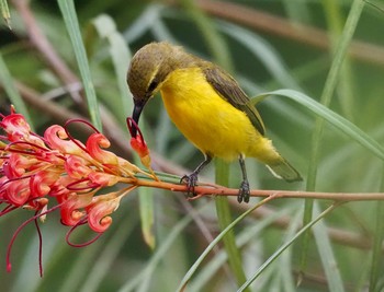 Ornate Sunbird Kingfisher Park Lodge Wed, 1/15/2020