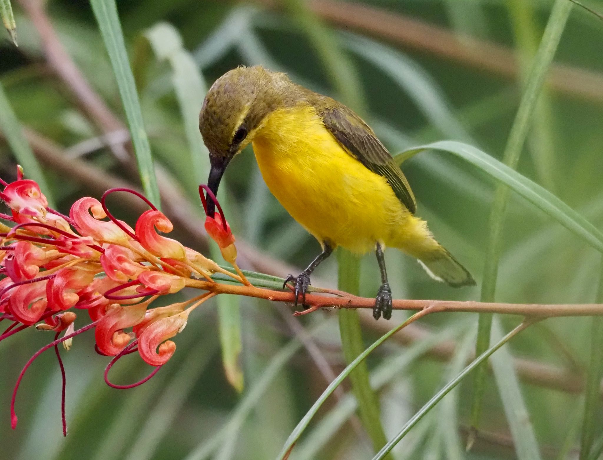 Ornate Sunbird