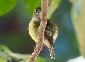 Unknown Species Kingfisher Park Lodge Wed, 1/15/2020