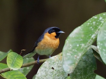 メンガタカササギヒタキ Kingfisher Park Lodge 2020年1月15日(水)