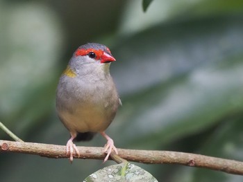 Red-browed Finch Kingfisher Park Lodge Wed, 1/15/2020