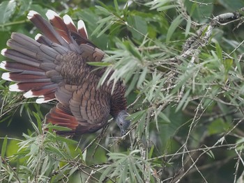 Bar-shouldered Dove Kingfisher Park Lodge Wed, 1/15/2020