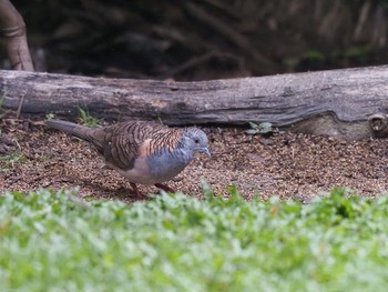 Bar-shouldered Dove Kingfisher Park Lodge Wed, 1/15/2020