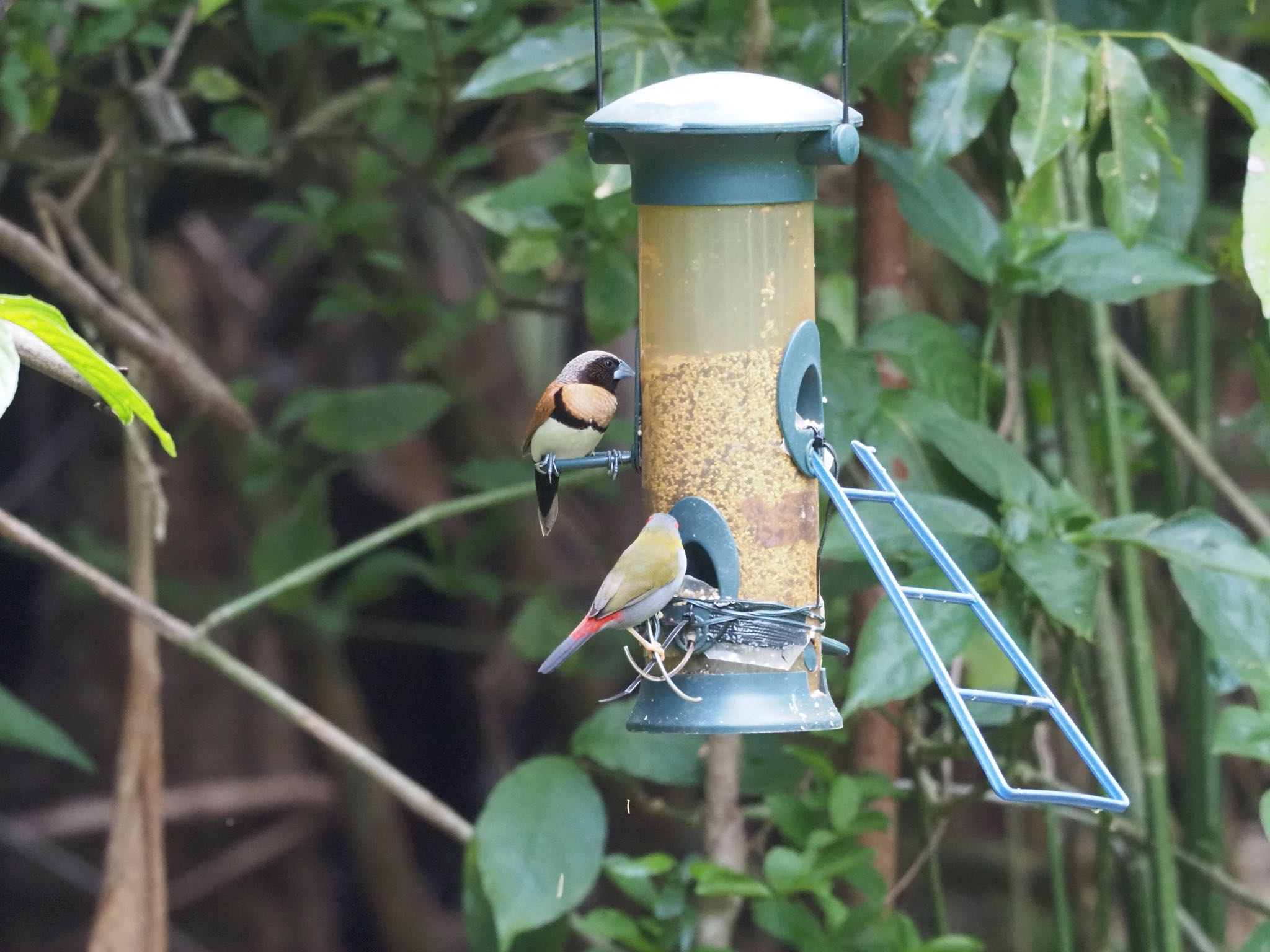 Chestnut-breasted Mannikin