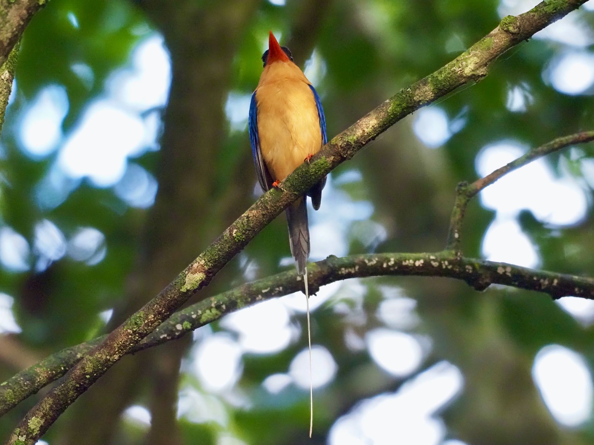 Buff-breasted Paradise Kingfisher