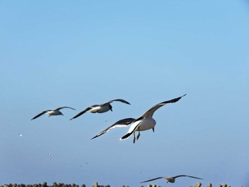 カモメ 銚子岬 2015年12月12日(土)