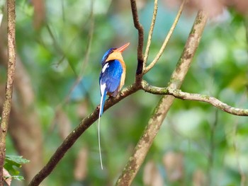 Buff-breasted Paradise Kingfisher Kingfisher Park Lodge Thu, 1/16/2020