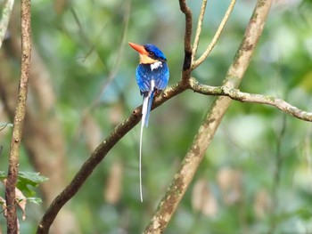 Buff-breasted Paradise Kingfisher Kingfisher Park Lodge Thu, 1/16/2020