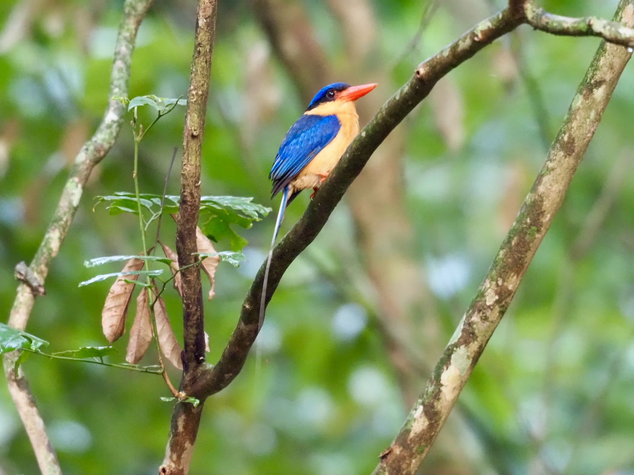 Kingfisher Park Lodge シラオラケットカワセミの写真 by okamooo