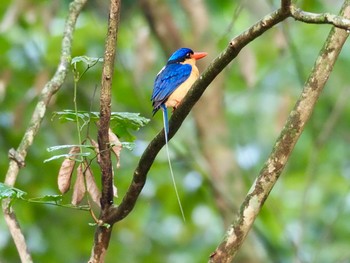 Buff-breasted Paradise Kingfisher Kingfisher Park Lodge Thu, 1/16/2020