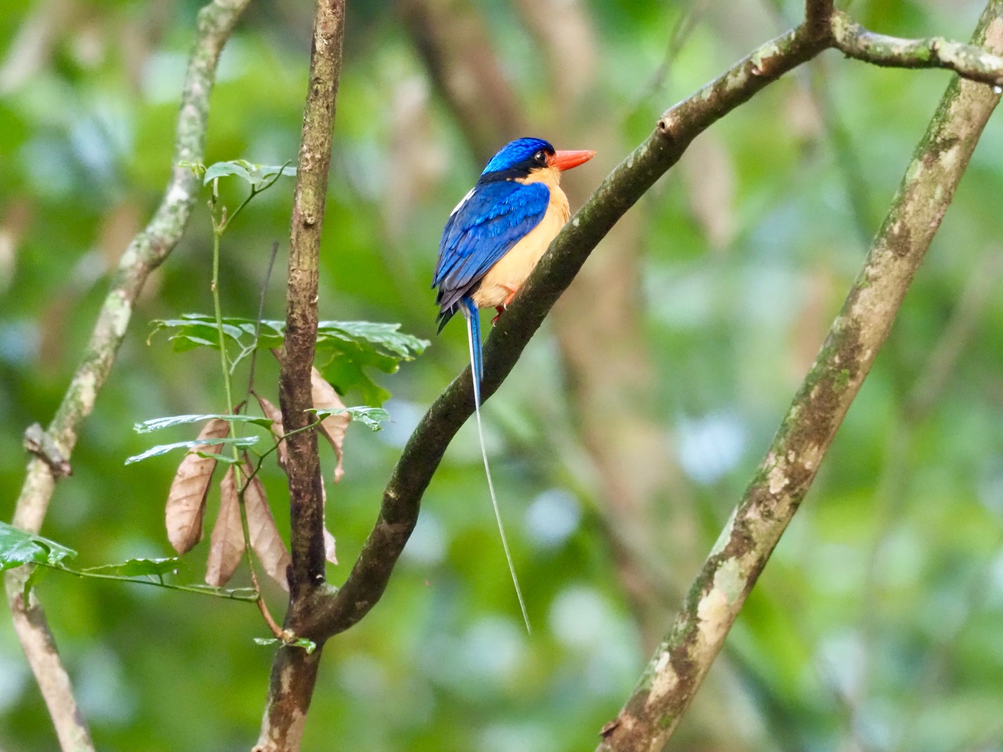 Kingfisher Park Lodge シラオラケットカワセミの写真 by okamooo