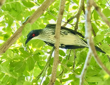 2020年1月16日(木) デインツリー の野鳥観察記録