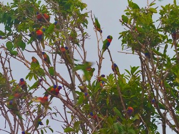 Rainbow Lorikeet ケアンズ市街地 Thu, 1/16/2020