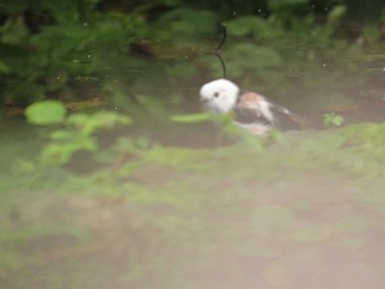 Long-tailed tit(japonicus) 支笏湖野鳥の森 Sun, 9/20/2015