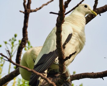 Torresian Imperial Pigeon ケアンズ市街地 Thu, 1/16/2020