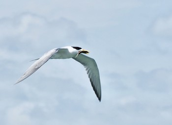 2020年1月17日(金) ケアンズ市街地の野鳥観察記録