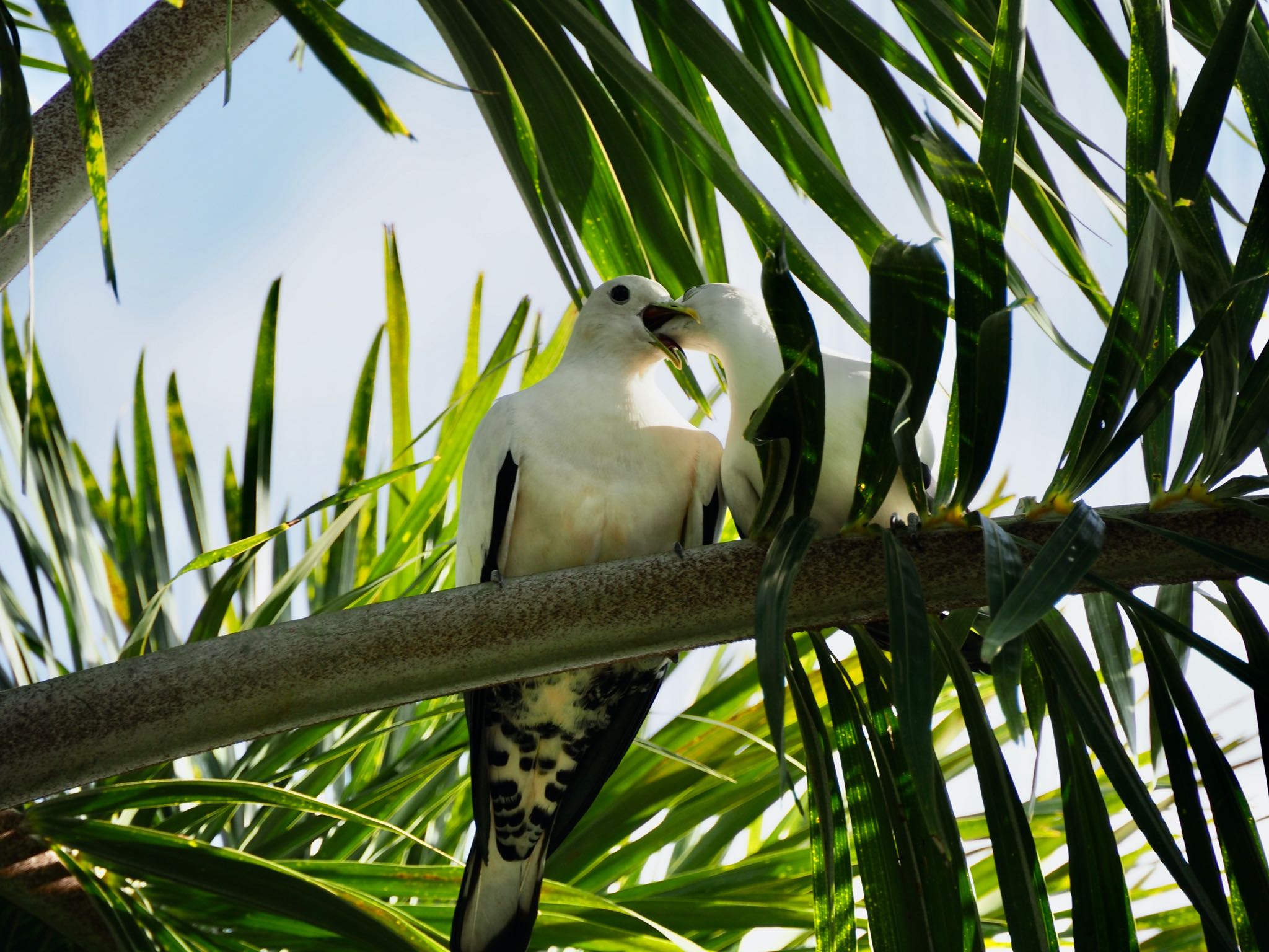 Photo of Torresian Imperial Pigeon at Esplanade(Cairns) by okamooo