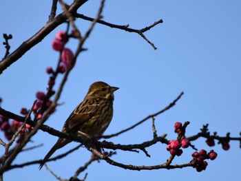 Masked Bunting 岐阜市 Sun, 3/1/2020