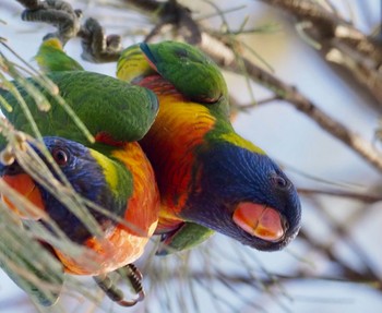 Rainbow Lorikeet Esplanade(Cairns) Sat, 1/18/2020