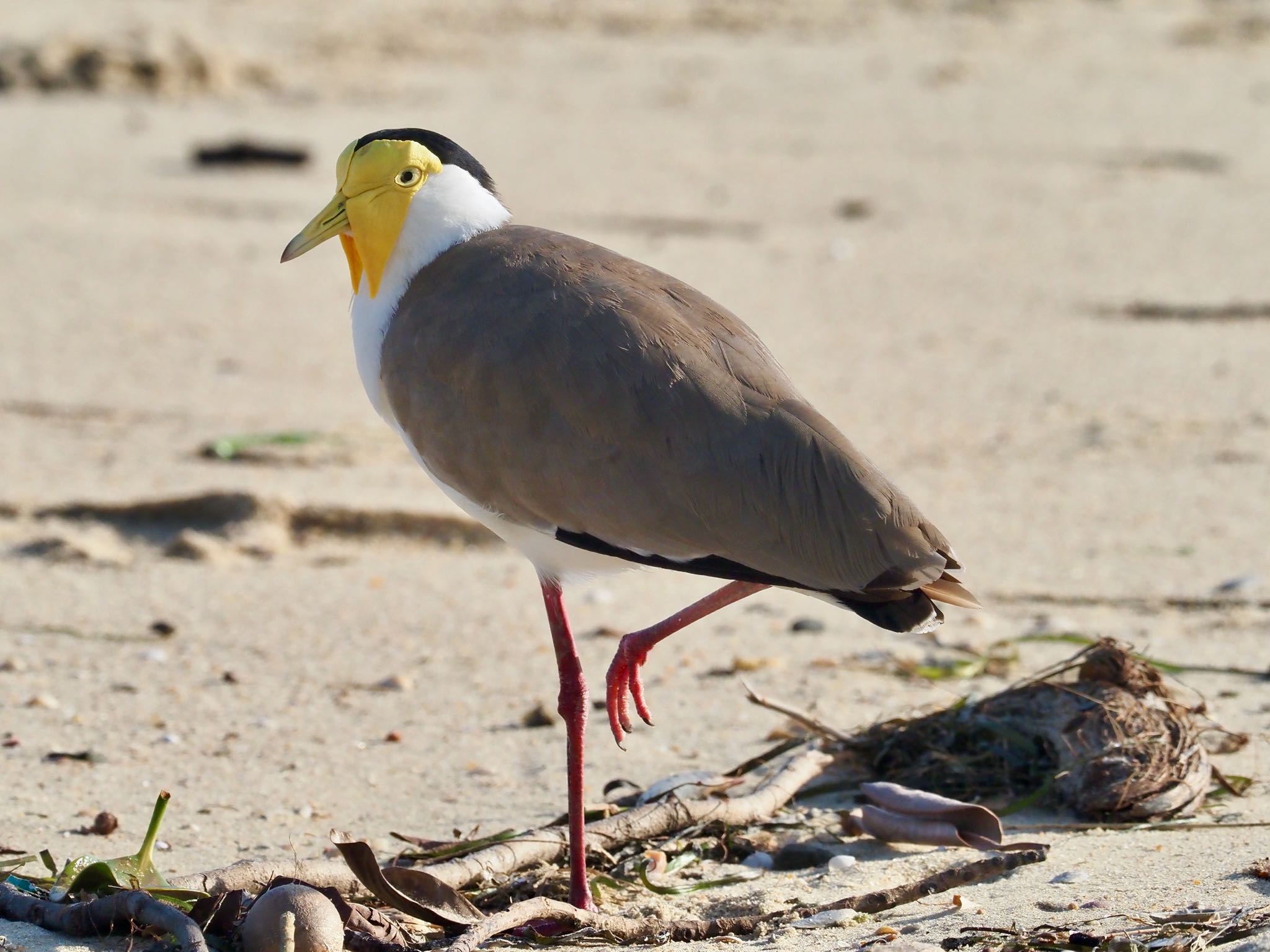 Masked Lapwing