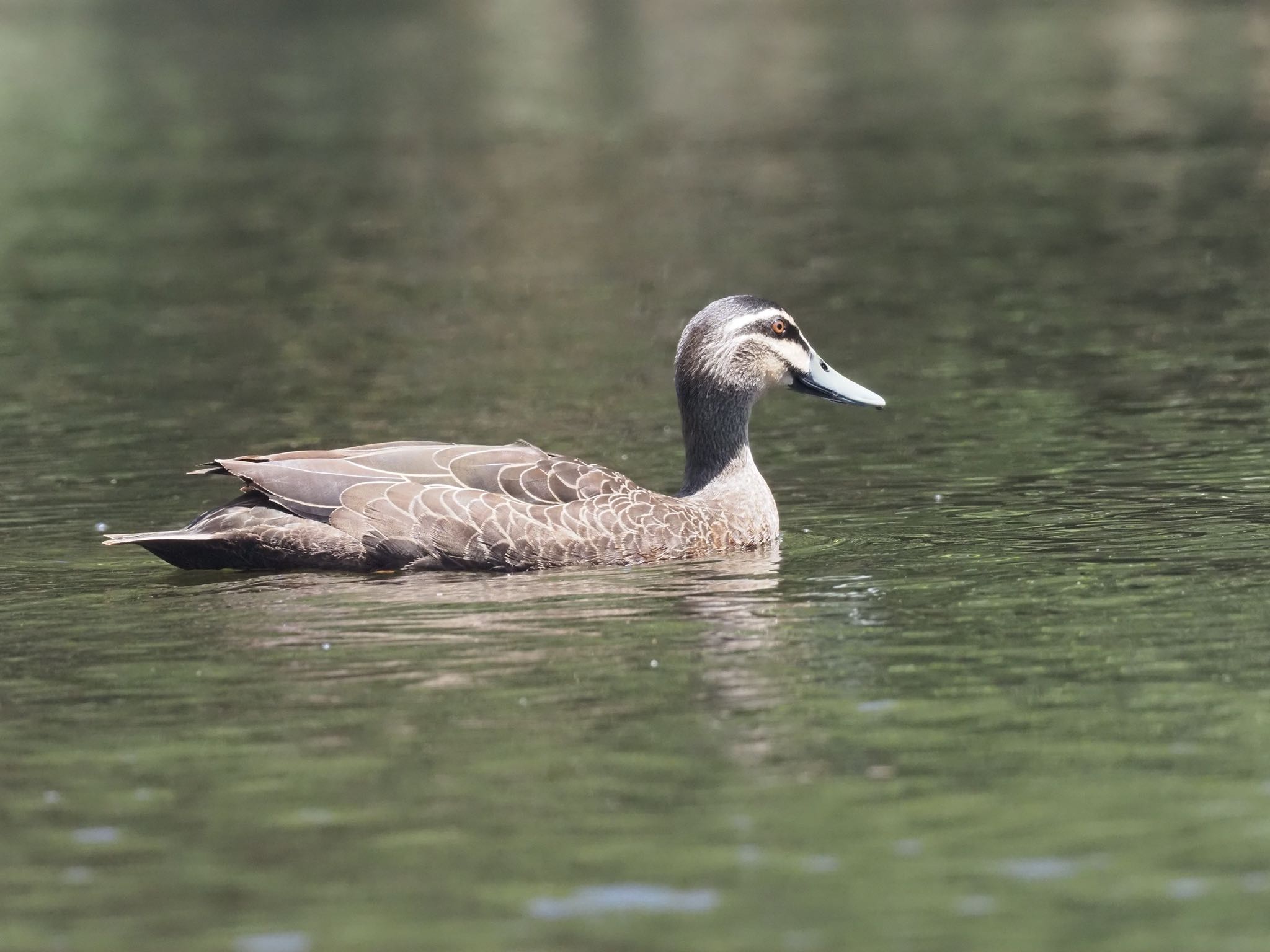 Photo of Pacific Black Duck at Esplanade(Cairns) by okamooo