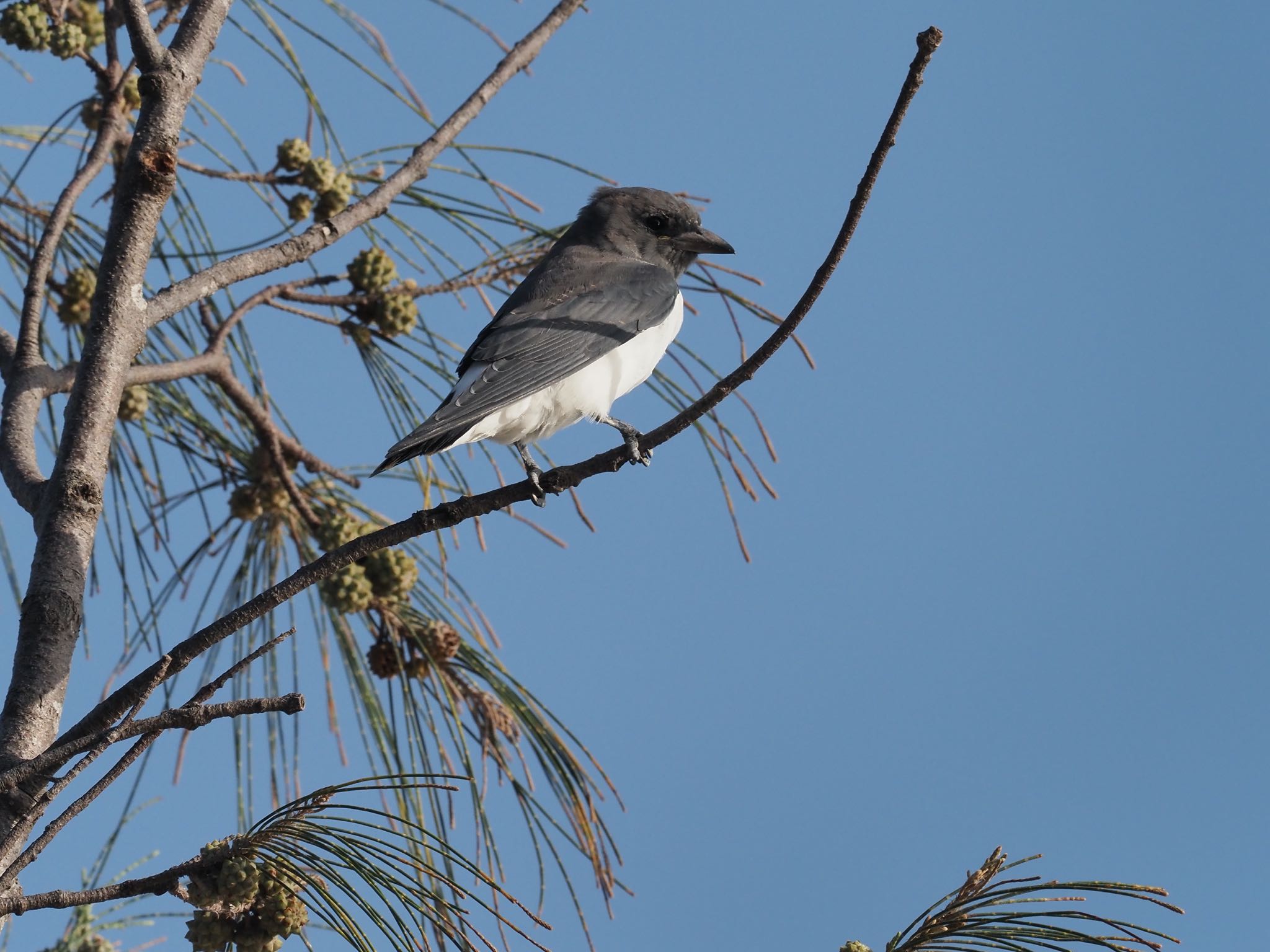 Photo of White-breasted Woodswallow at Esplanade(Cairns) by okamooo