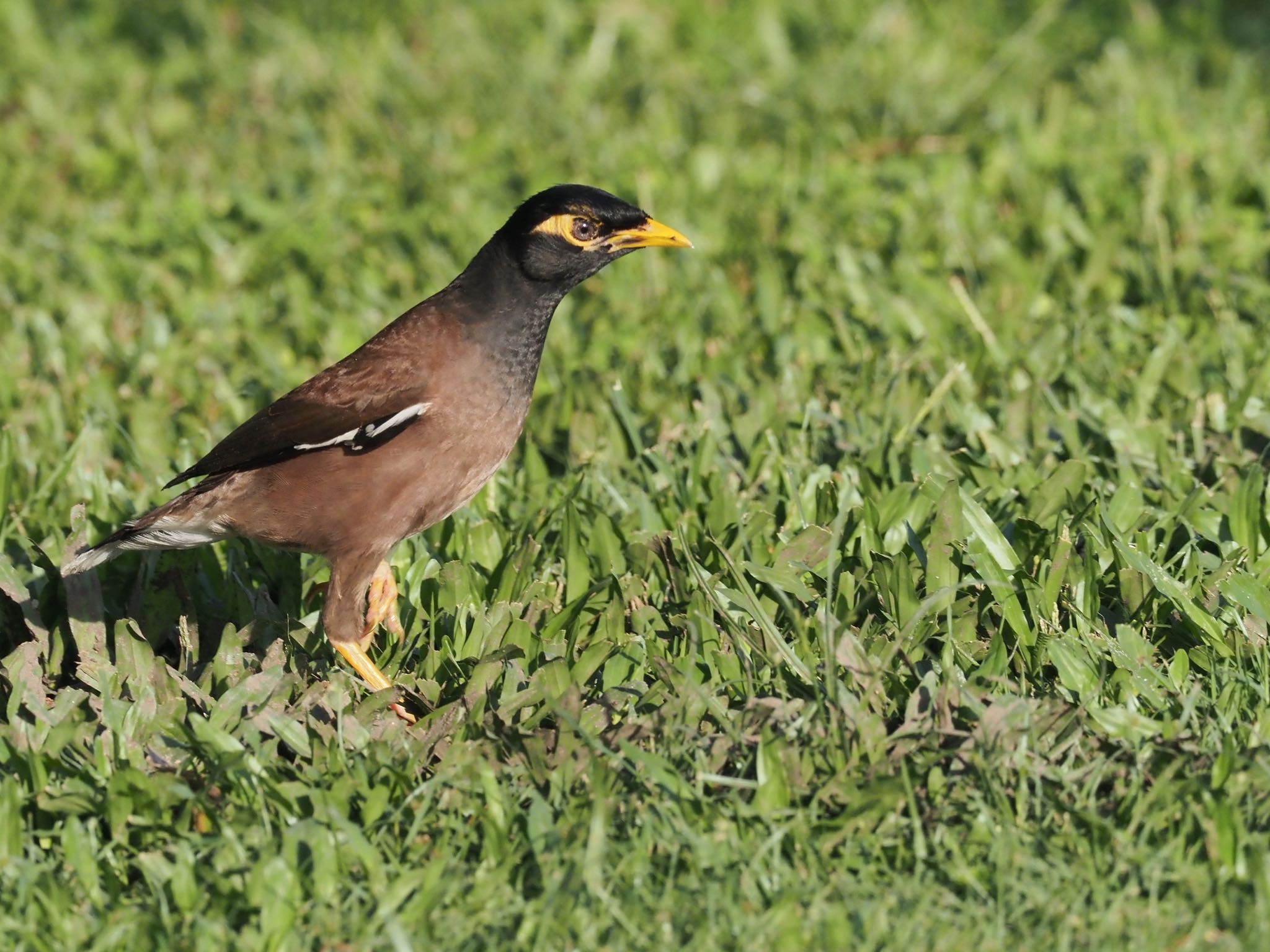 Photo of Common Myna at Esplanade(Cairns) by okamooo