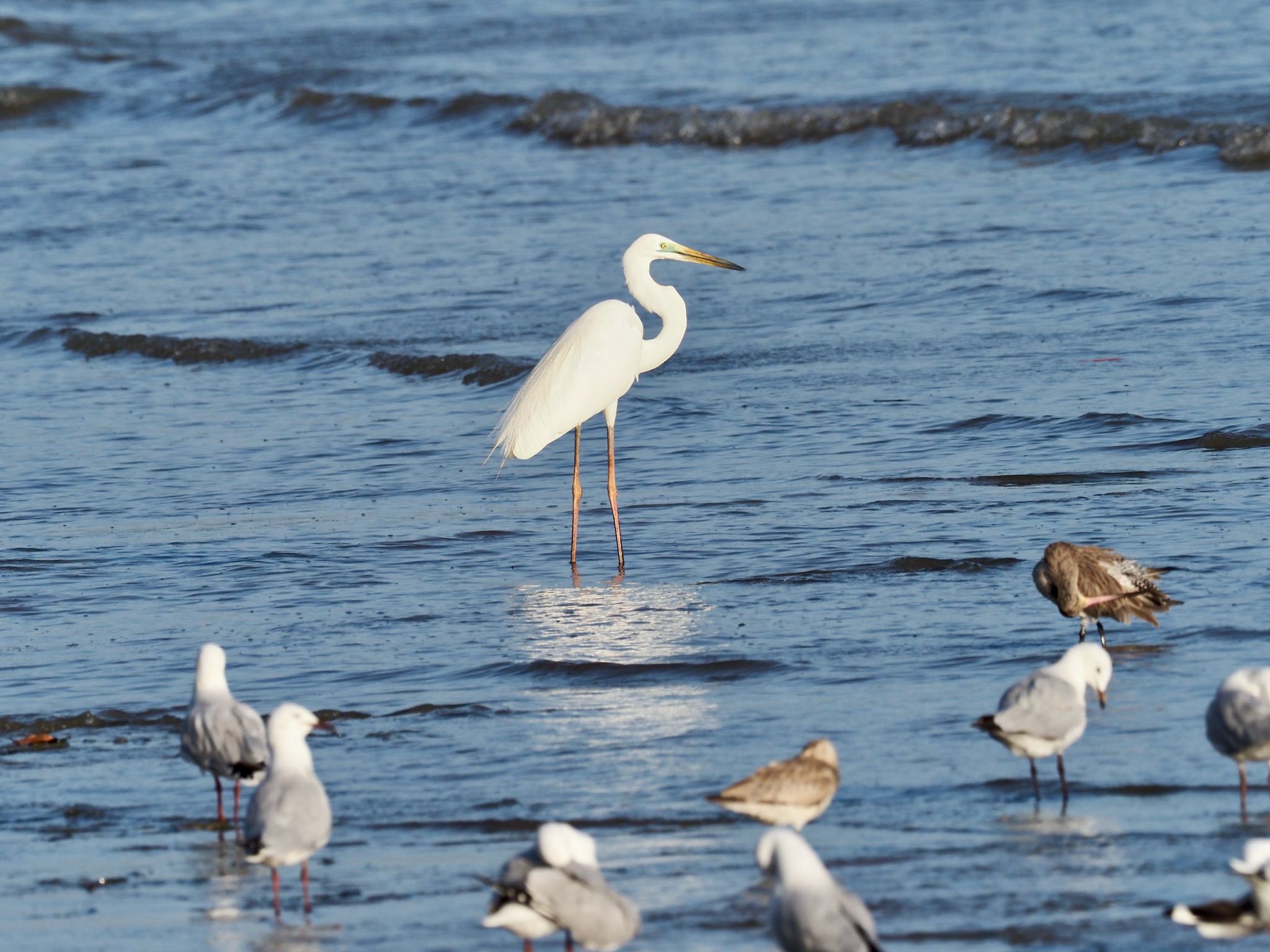 Great Egret