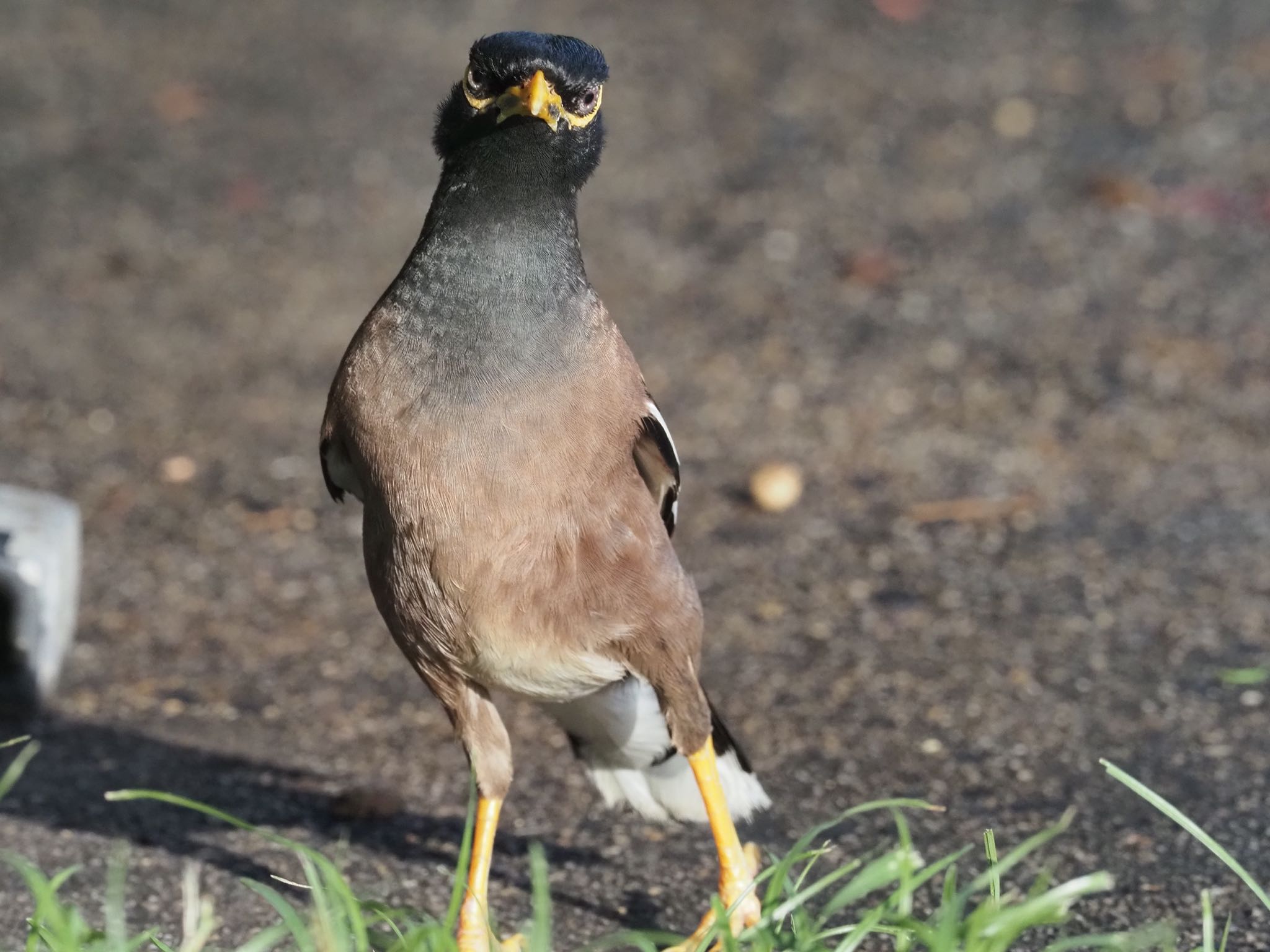 Photo of Common Myna at Esplanade(Cairns) by okamooo