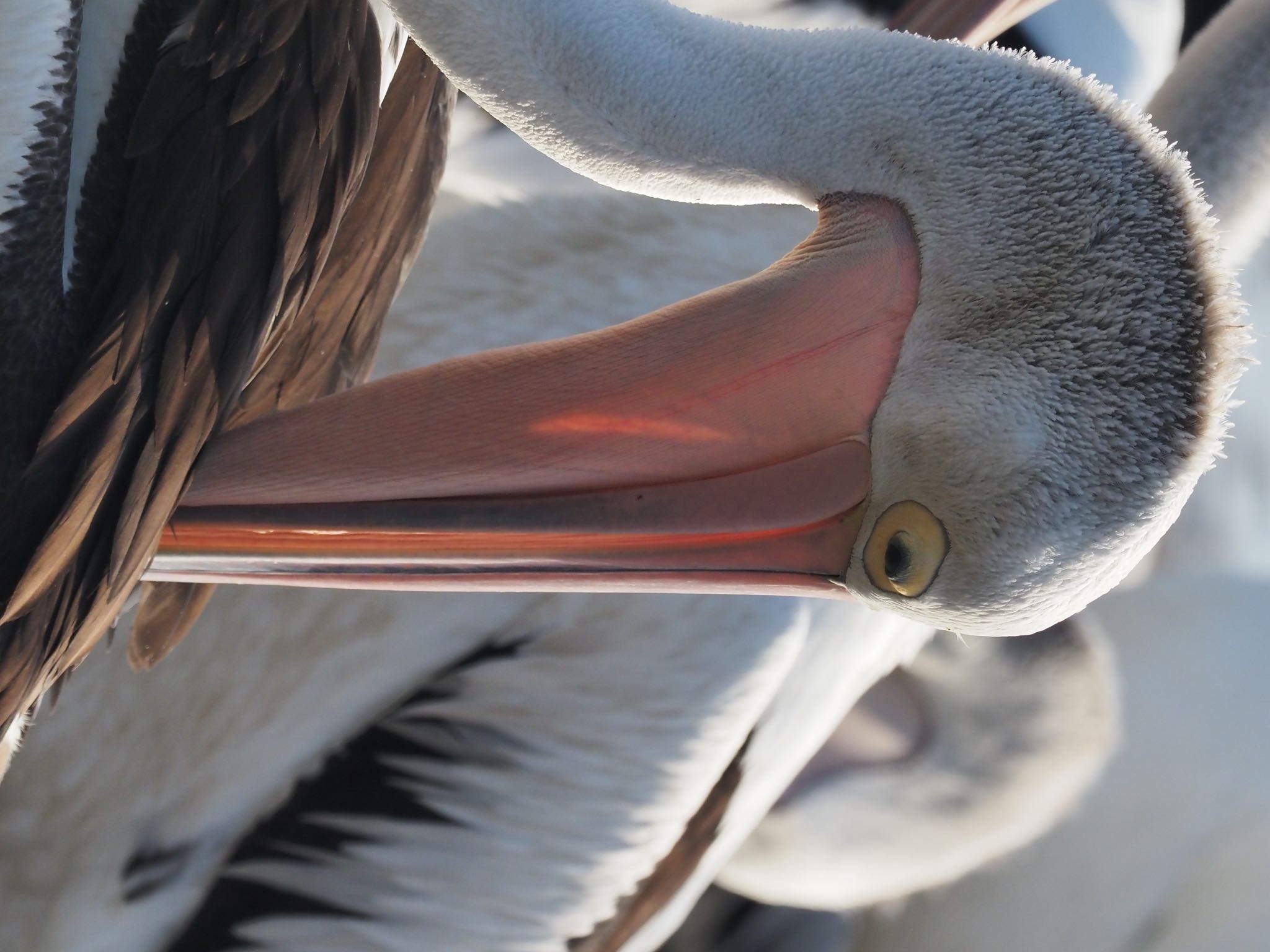 Australian Pelican