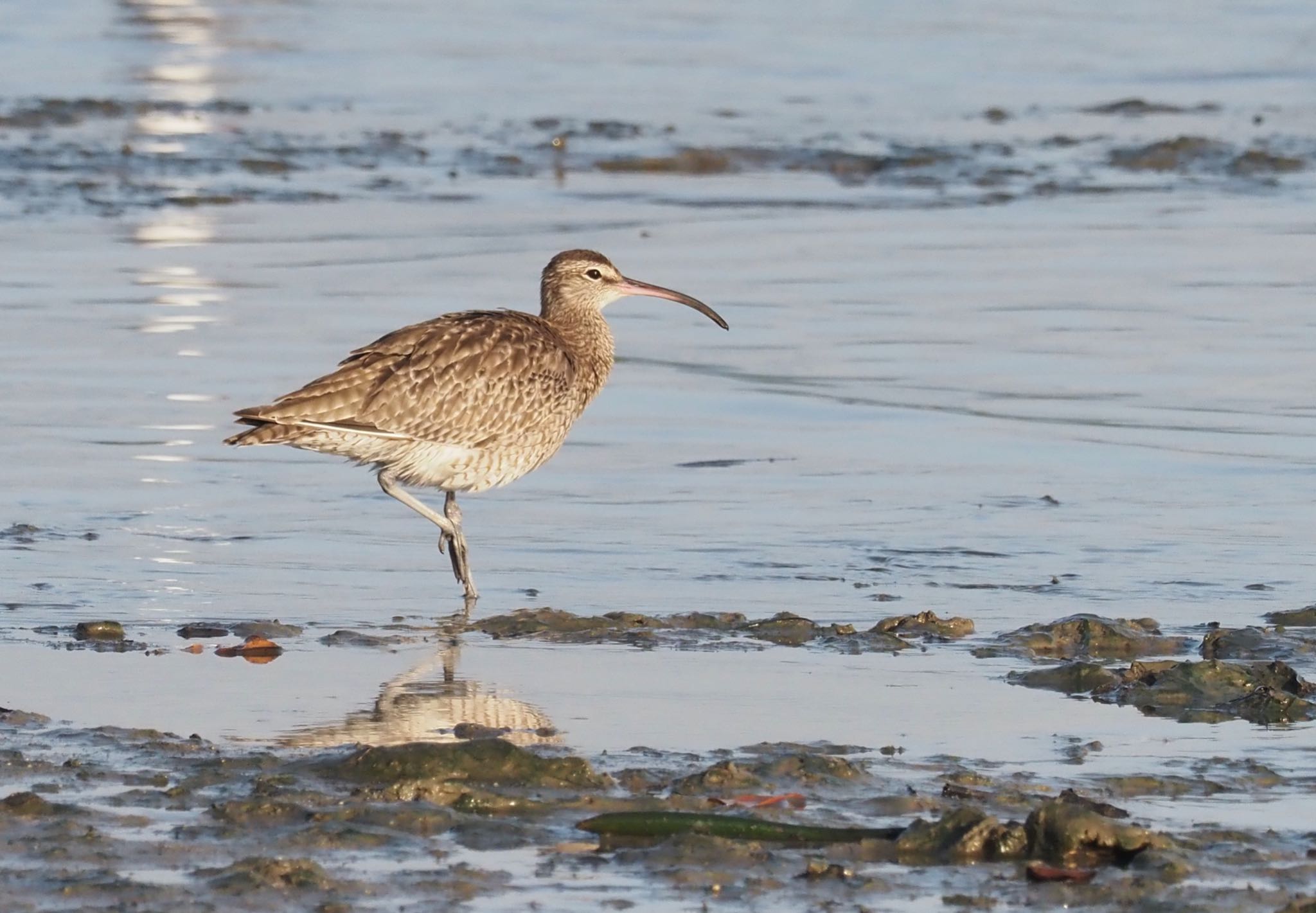 Eurasian Whimbrel