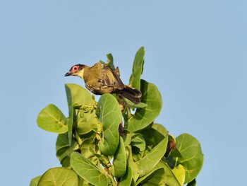 Australasian Figbird Esplanade(Cairns) Sat, 1/18/2020