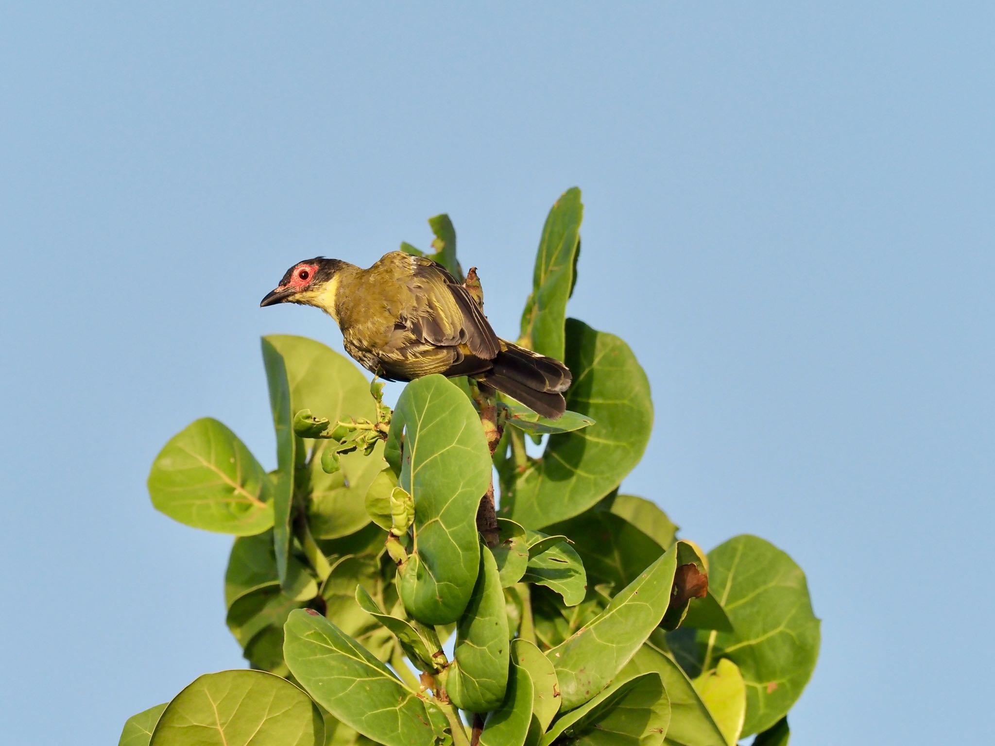 Australasian Figbird